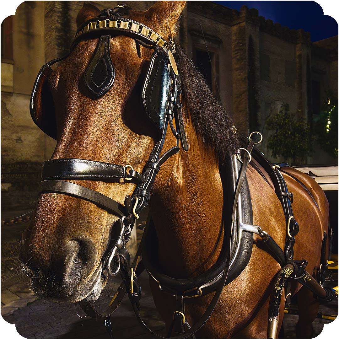 horse carriage ride